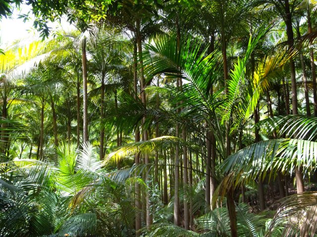 Traversée d'une plantation privée de palmistes