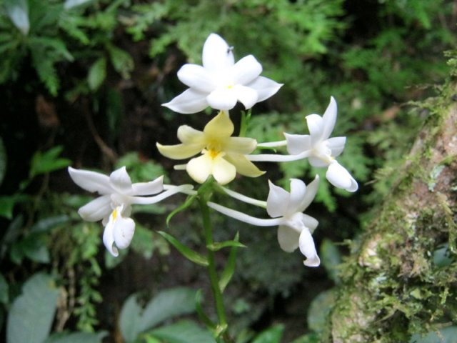 Quelques orchidées peuplent les sous-bois