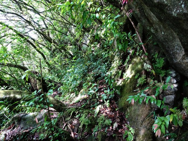 Le sentier de la Grande Cascade est assez technique. Attention aux racines