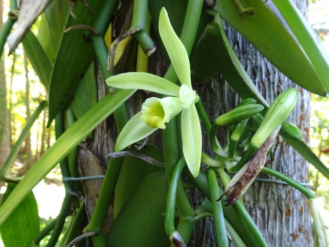 Une fleur de vanille à ne toucher qu'avec les yeux