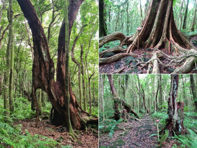 Une occasion de rencontrer de très beaux arbres