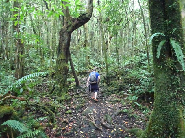 Poursuivre vers le nord sur la lave glissante et les racines