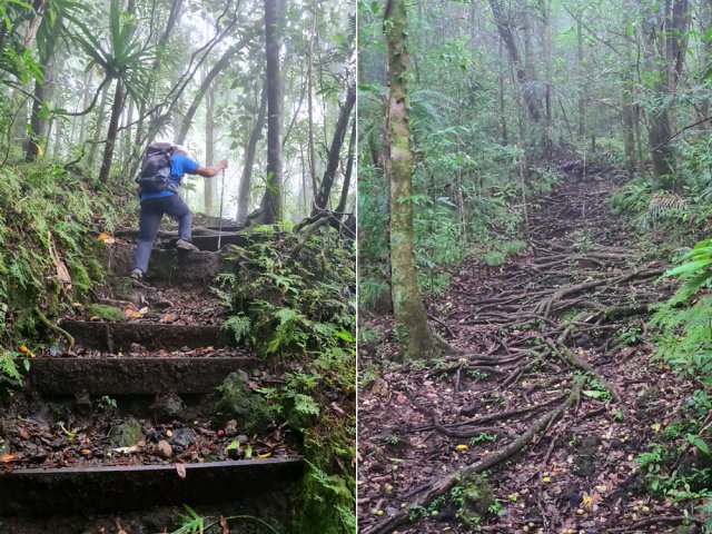 Quelques hautes marches et des portions couvertes de racines