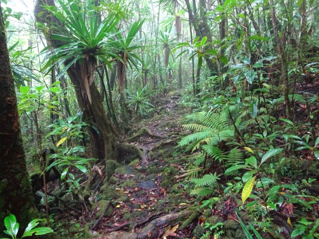 Le sentier bifurque sur la gauche à 550 m
