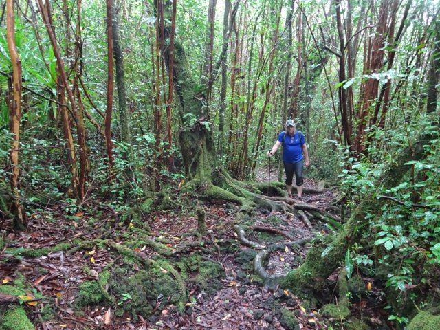 Même genre de sentier qu'à Mare Longue mais en descente