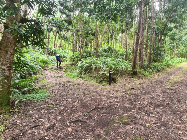 Le GRR2 en tant que sentier se termine à la piste proche de la RF 36
