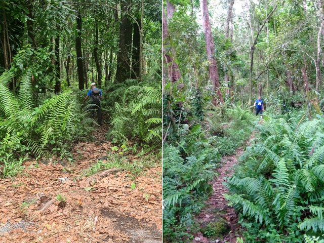 L'étroit sentier menant à la Rue des Filaos