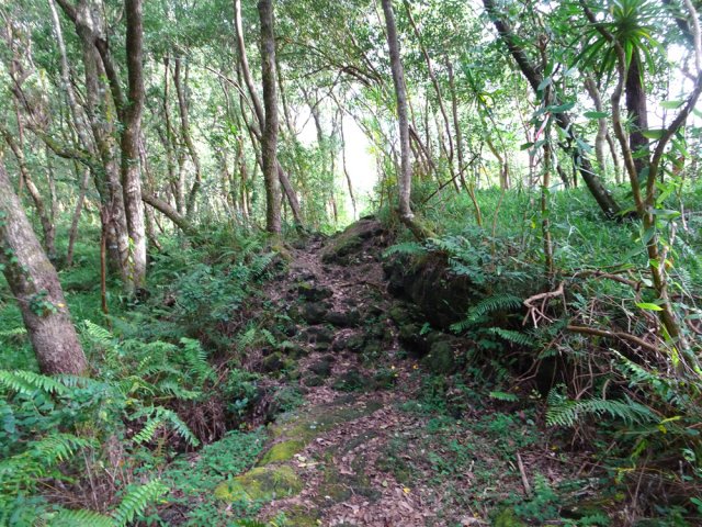 Le début de la montée traverse des plantations de vanille