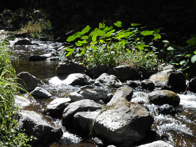 Quelques portions envahies de songes (taros, madères, choux chine ou dachines)