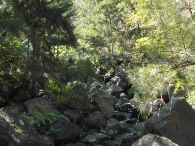 Le lit de la ravine est encombré de grosses roches sous les filaos