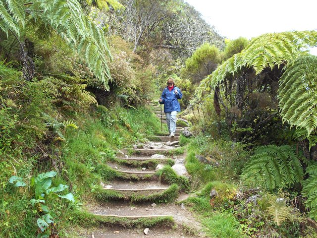 Une autre portion du sentier de descente, bordé de fanjans