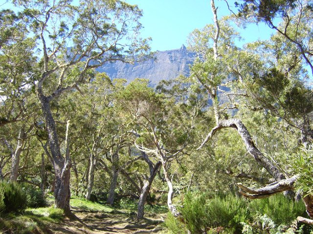 Ces arbres endémiques peuvent procurer un peu d'ombre