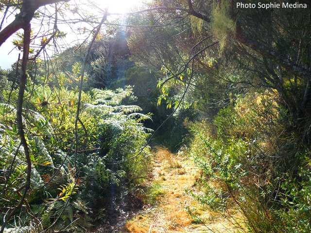 Une portion dans les fougères