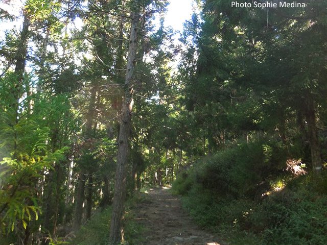 Une portion plus droite sous les cryptomerias