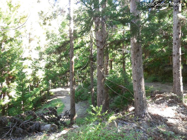 Les lacets sous les cryptomerias