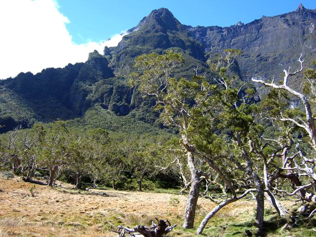 Tamarins morts ou vivants peuvent cacher le Gros Morne