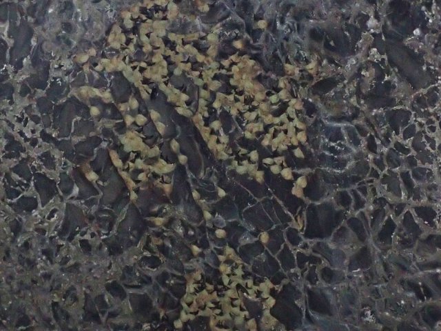 La petite colonie de salanganes a élu domicile sous une voûte