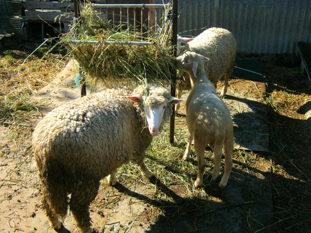 On rencontre des moutons dès le départ dans un enclos proche de la route