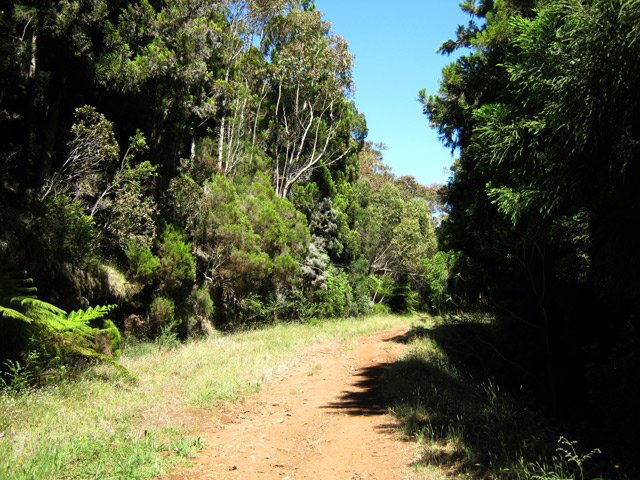 Une autre partie de la montée facile au Piton Desforges dans les bois de couleurs