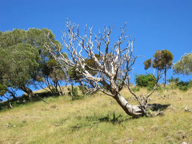 Quelques tamarins pour avoir de l'ombre pour les troupeaux