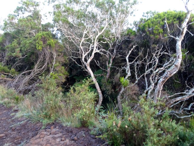Le GRR2 longe au plus près le Bras de Pontho