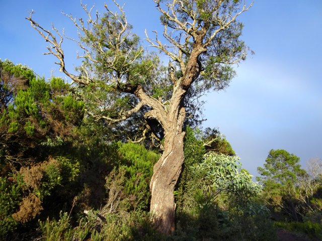 Un vénérable tamarin des Hauts qui résiste tant bien que mal