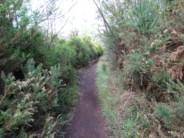 Sentier très facile pour rejoindre le Piton Desforges