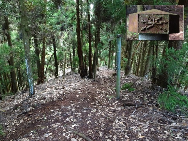 Début de la descente à travers les cryptomerias