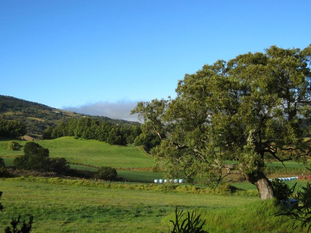 De beaux spécimens de tamarins ont été heureusement laissés dans les prairies