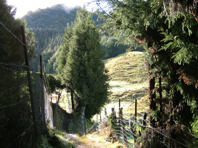 Contournement du Piton Guichard en longeant les clôtures et cryptomerias