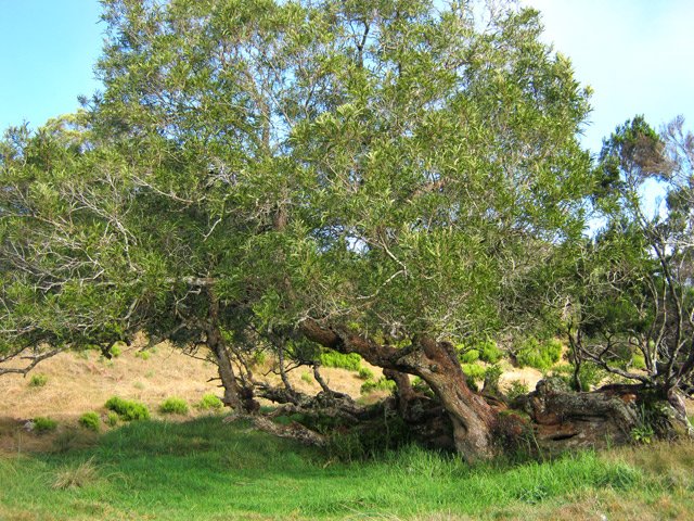 Tamarins dans les prairies