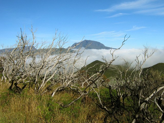 Certaines zones brûlées n'ont pas encore repoussé