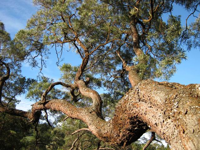 Respectueuse visite au Tamarin Dodo