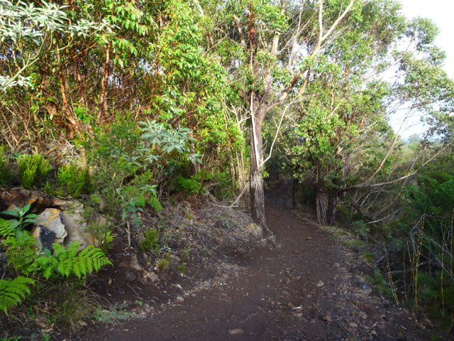 Pas de difficulté pour rejoindre le Chemin de la Grande Savane