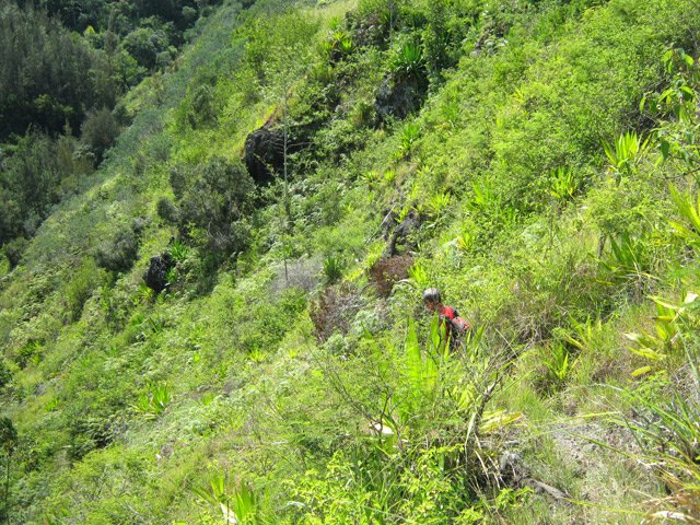 Sentier assez correct en début de descente vers la Ravine de la Roche Pendue