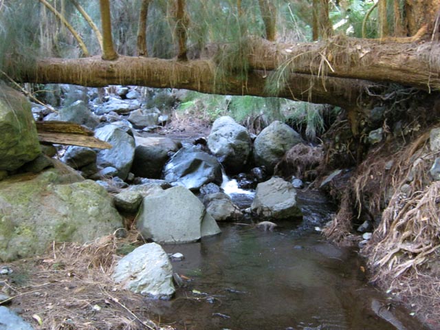 D'autres filaos, en revanche, on pu continuer à vivre