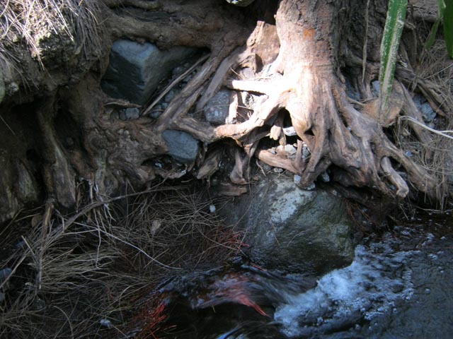 Natures mortes ou vivantes sculptées par le torrent