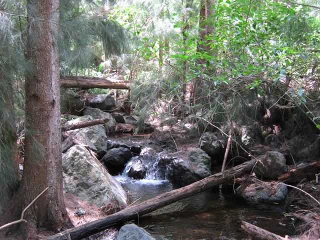 On chemine sur les aiguilles de filaos encore debouts. Les autres pourrissent lentement