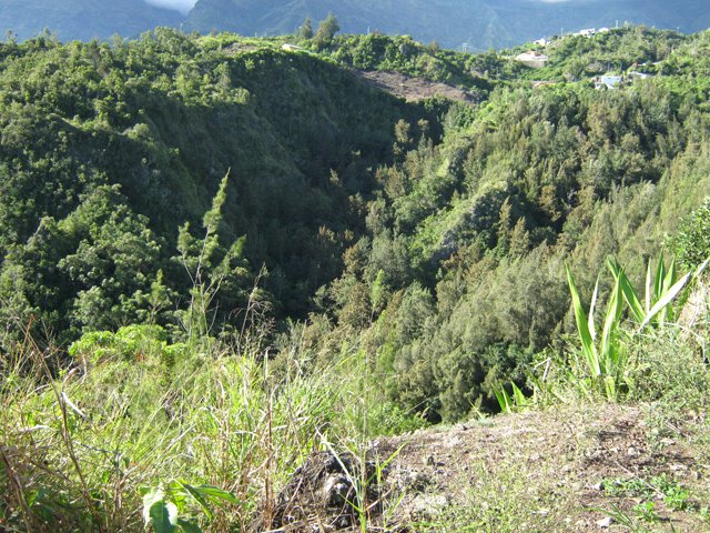 Le début de la plongée sous le manguier