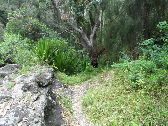 Le sentier qui longe la Ravine des Calumets