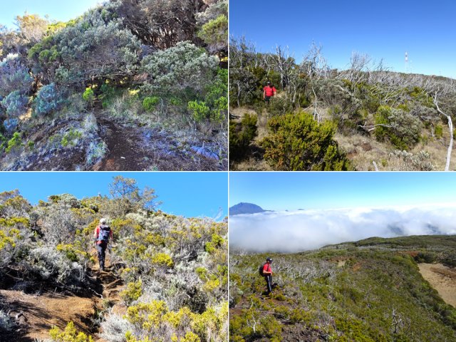 Le sentier de départ du Piton de Caille et quelques exemples de la montée