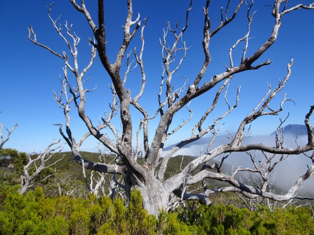 Superbes squelettes de tamarins après les incendies de 2013