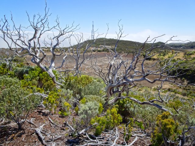 Les arbres calcinés cachent le cratère, le plus souvent à sec