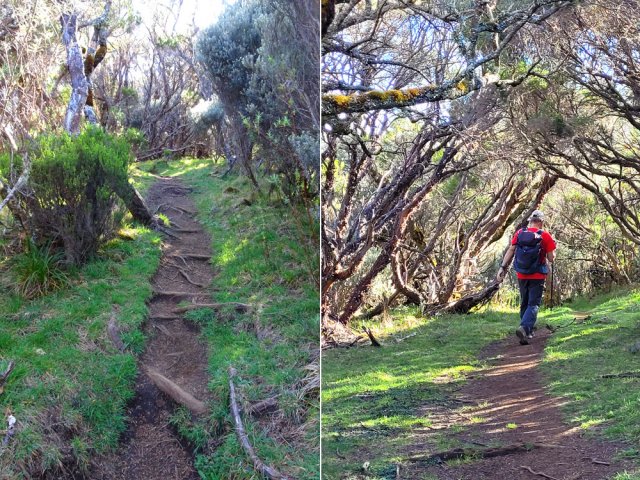 Quelques parties du sentier à l'ombre des petits tamarins et branles