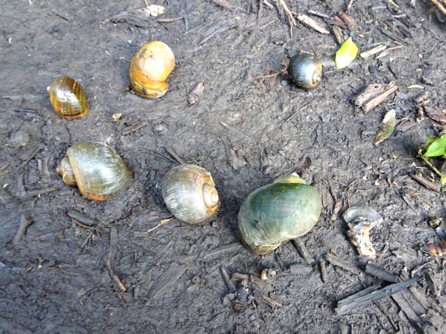 Une zone envahie d'ampullaires,grégaires et prolifiques