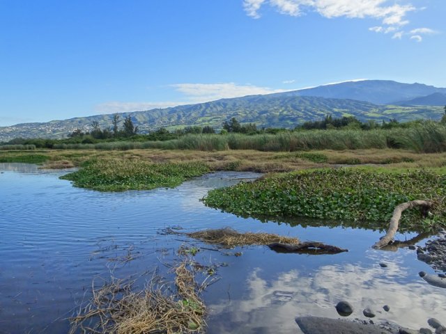 Belles vues sur les pitons depuis la zone marécageuse de l'Etang du Gol