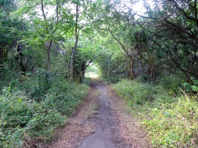 La piste qui revient vers la Ravine du Gol