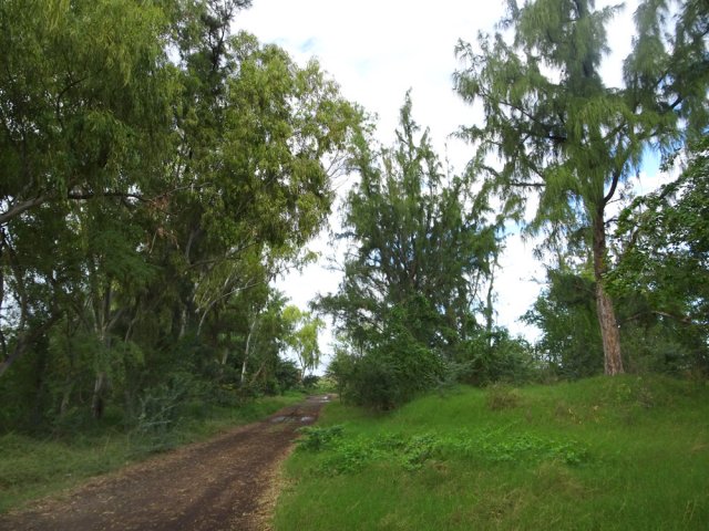 Poursuivre sur une piste entre eucalyptus et filaos