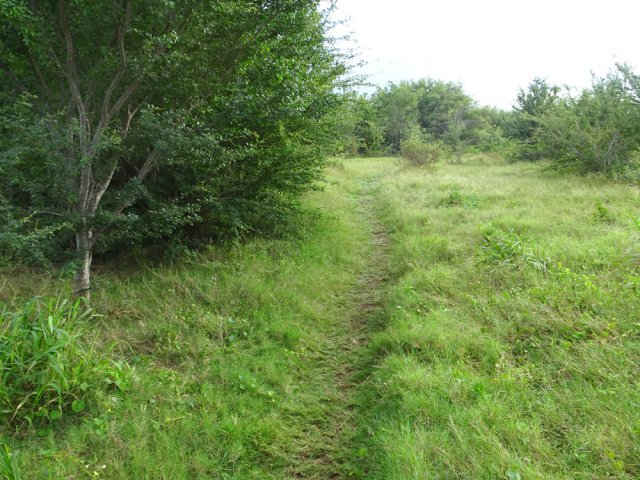 La piste est remplacée par ce sentier dans les herbes