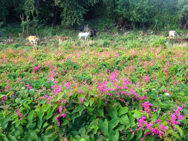 Les lianes corail ont pris possession des berges de la ravine